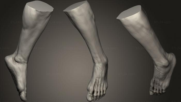 Анатомия скелеты и черепа (Мужская ступня 11, ANTM_0789) 3D модель для ЧПУ станка